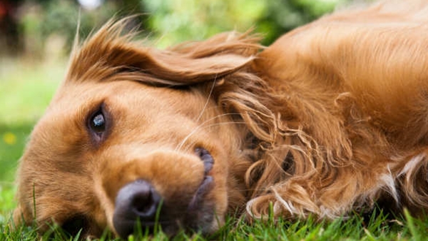 dog