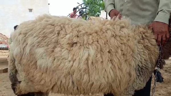 lamb