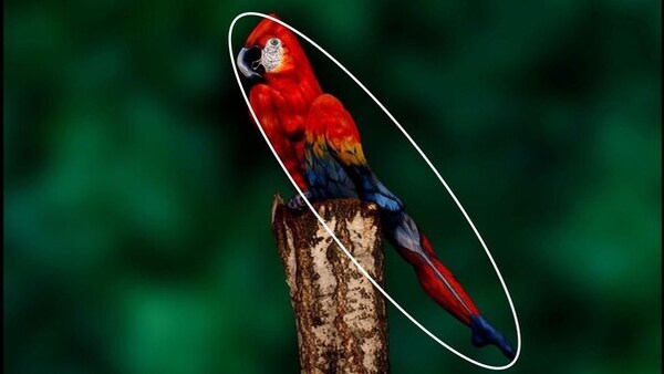 optical illusion challenge answer