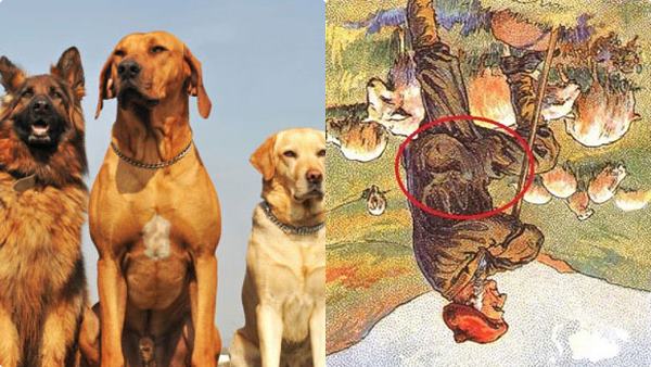 optical illusion goat answer