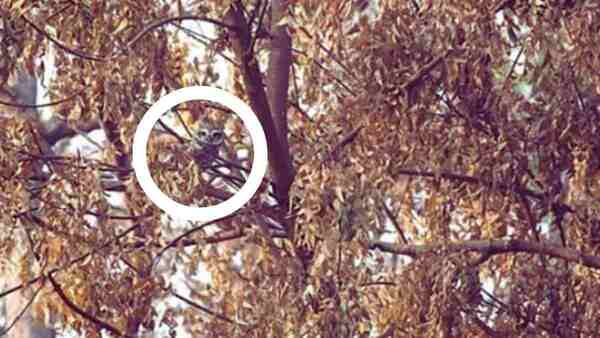 optical illusion challenge answer