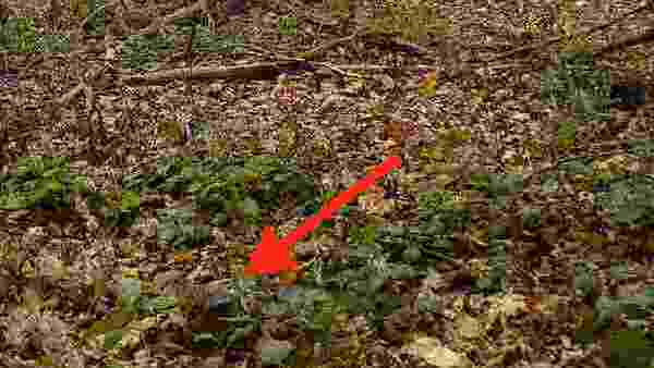 optical-ilusion-challenge-answer