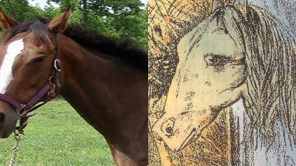 optical-illusion-answer