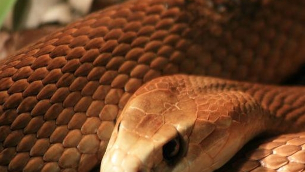 Snake
