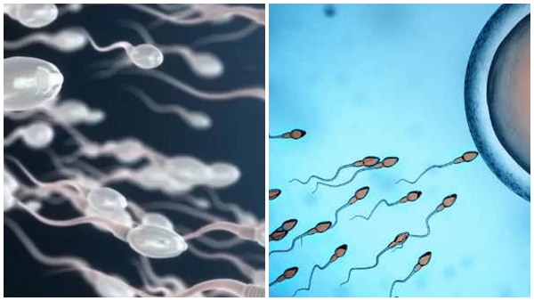 Sperm n