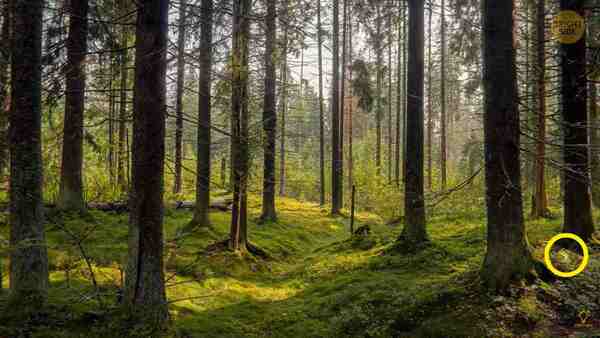 OPTICAL ILLUSION CHALLENGE ANSWER