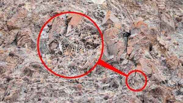 OPTICAL ILLUSION CHALLENGE ANSWER