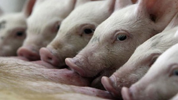 swine 