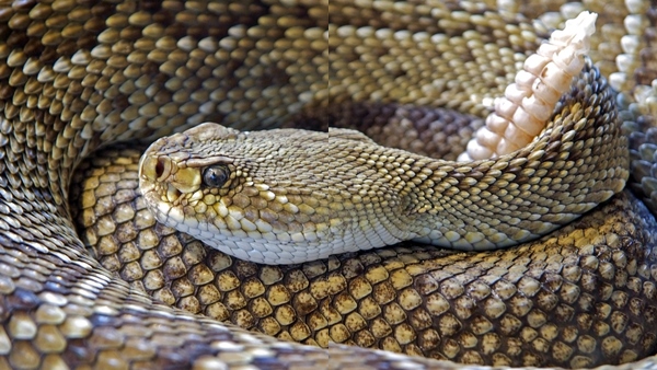 viper-1686990010