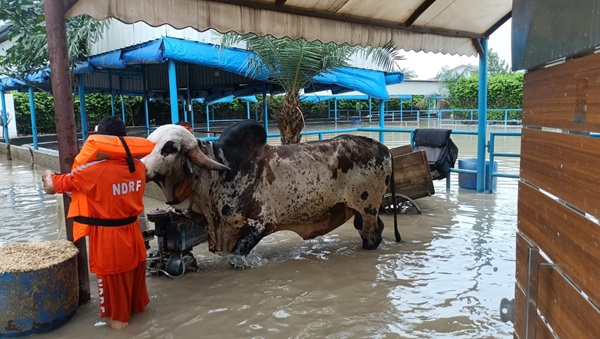 bull