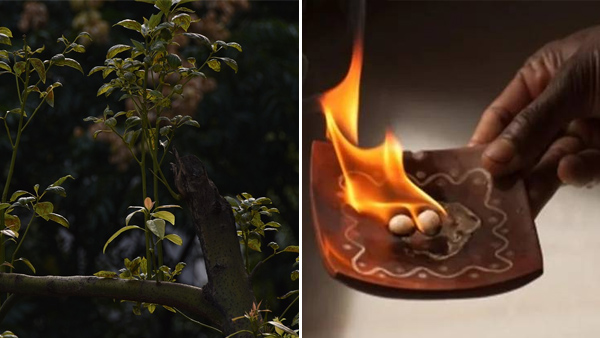 CAMPHOR