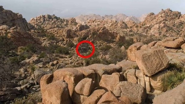 optical-illusion-challenge-answer