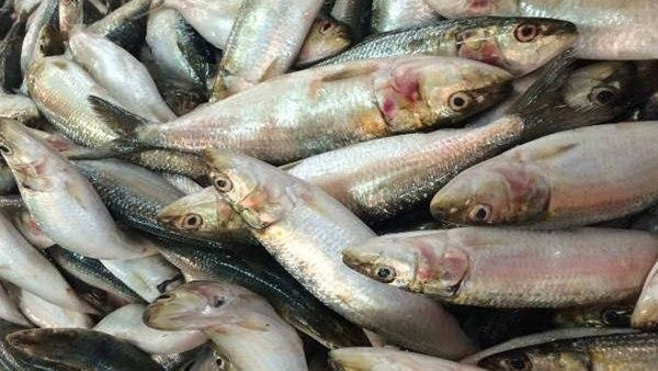 fish