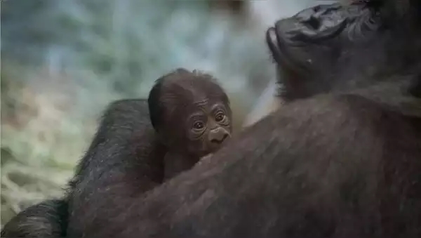GORILLA