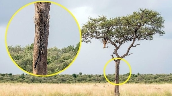 optical-illusion-challenge-answer