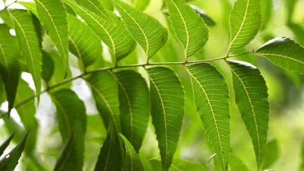 NEEM