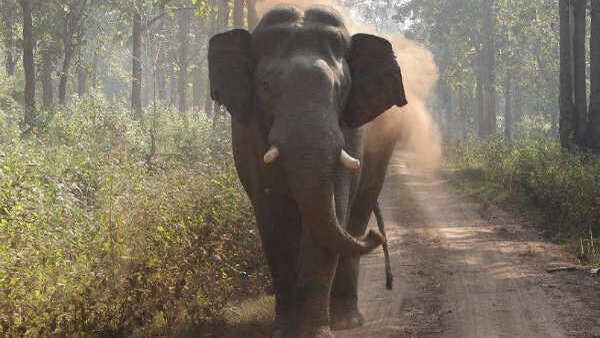 wyd-elephant