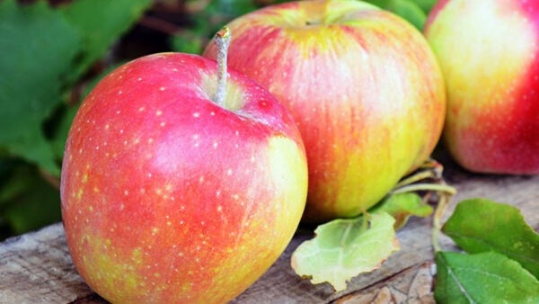 apple-weight-loss-tips-2023