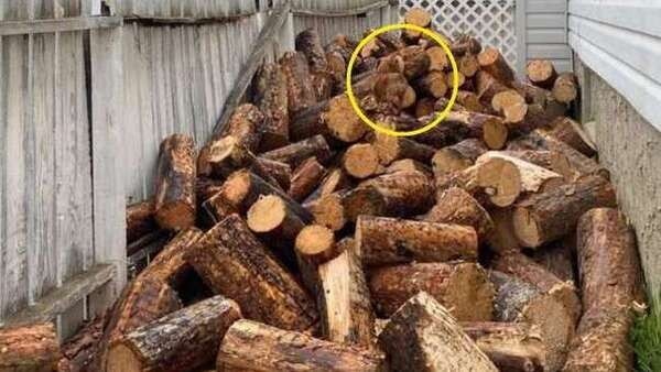 optical-illusion-challenge-answer
