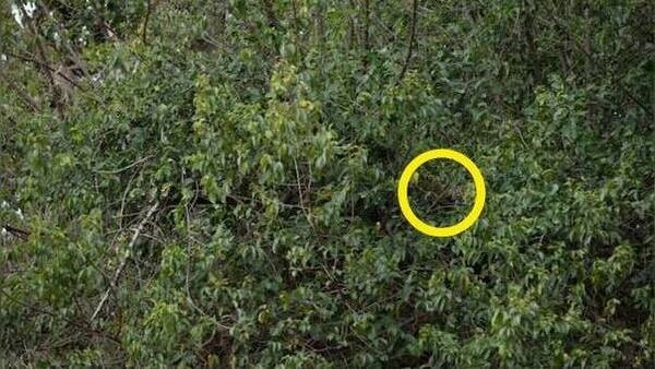 optical-illusion-challenge-answer