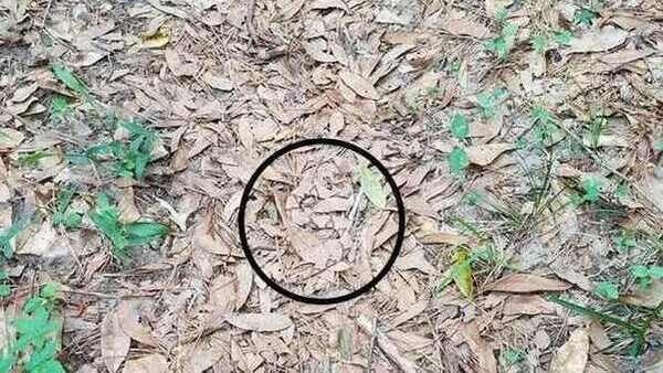 optical-illusion-challenge