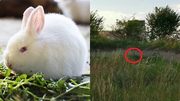 optical-illusion-challenge-answer