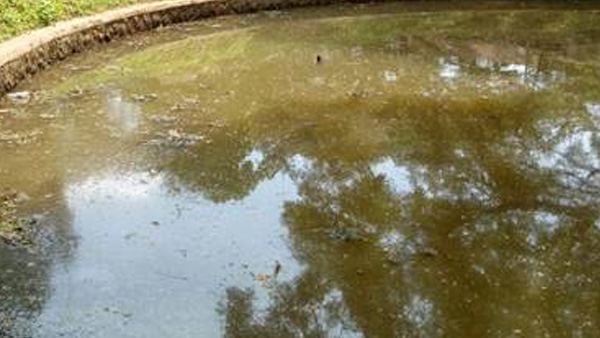 pond
