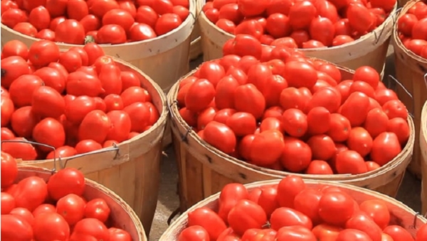 tomato