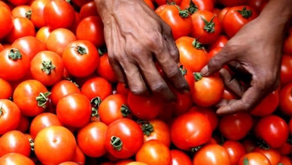 tomato