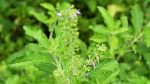 TULSI