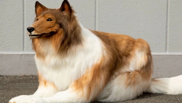 viral dog viral dog