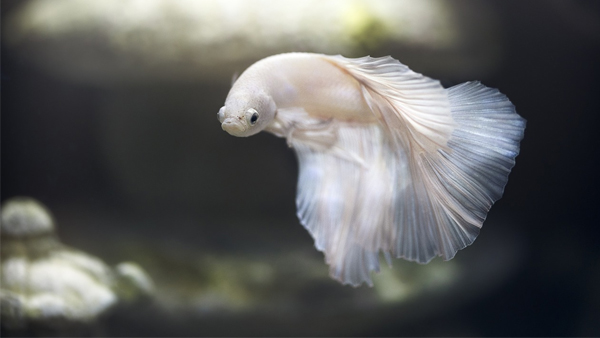 VASTU TIPS VASTU TIPS