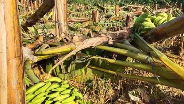 Banana