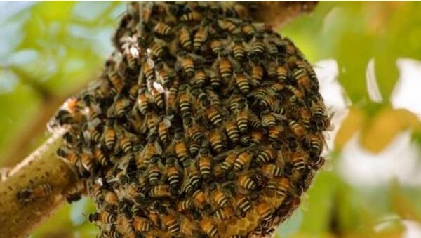 bee
