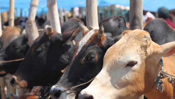 cow333 cow333