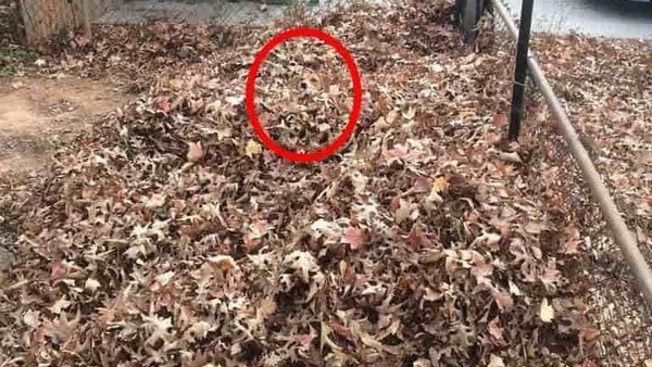 optical-illusion-challenge-answer