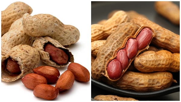 nut 33