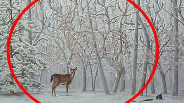 optical-illusion-challenge-answer