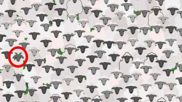 optical-illusion-challenge