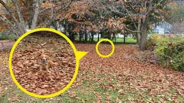 optical-illusion-challenge-answer