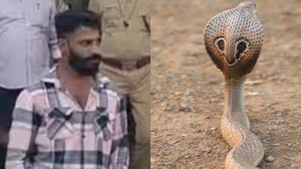 snake tvm snake tvm