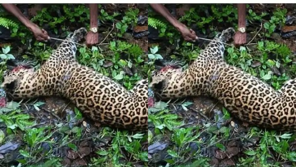 Palakkad Tiger Palakkad Tiger