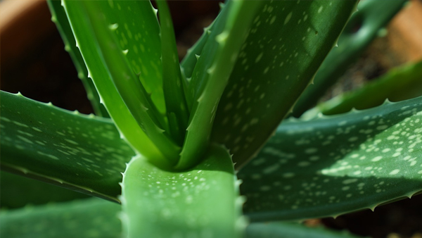 vastu tips vastu tips