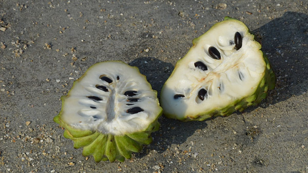 custard apple