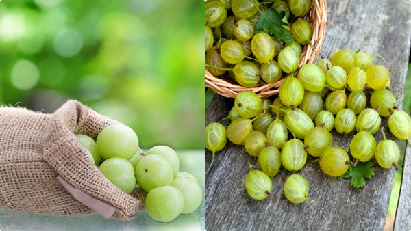 gooseberry-weight-loss gooseberry-weight-loss
