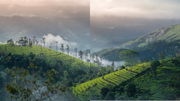 munnar2