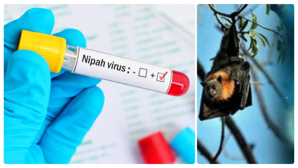 nipah