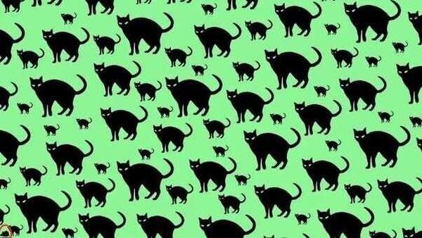 optical-illusion-challenge