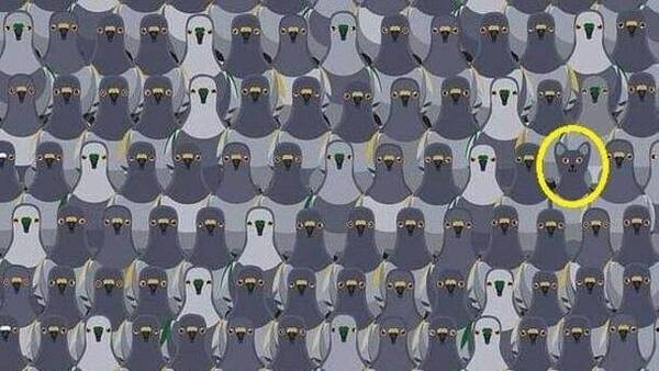 optical-illusion-challenge