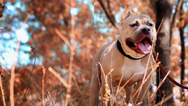 pitbul